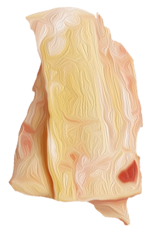 tendons SF Sener/Tendons