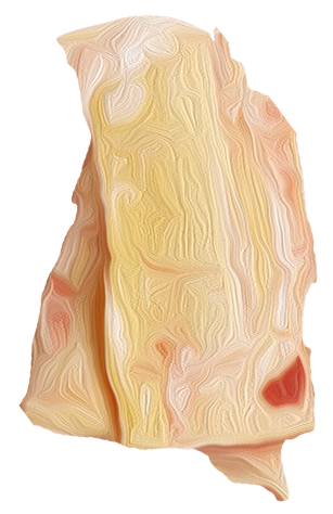 SF Sener/Tendons