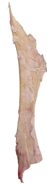 SF Sener/Tendons